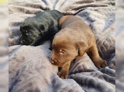 Rozkošná štěňata labradora s rodokmenem.